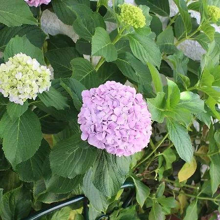 Estudio Mateus Tatil Evi *